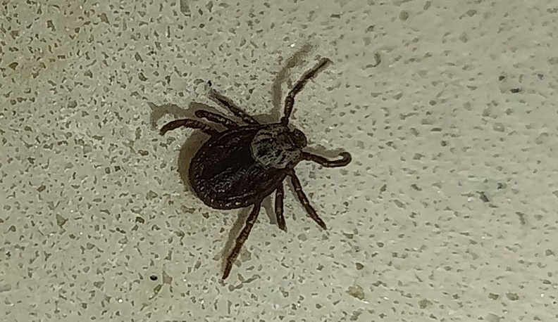 Почти 50 детей из Калужской области пострадали от укусов клещей 