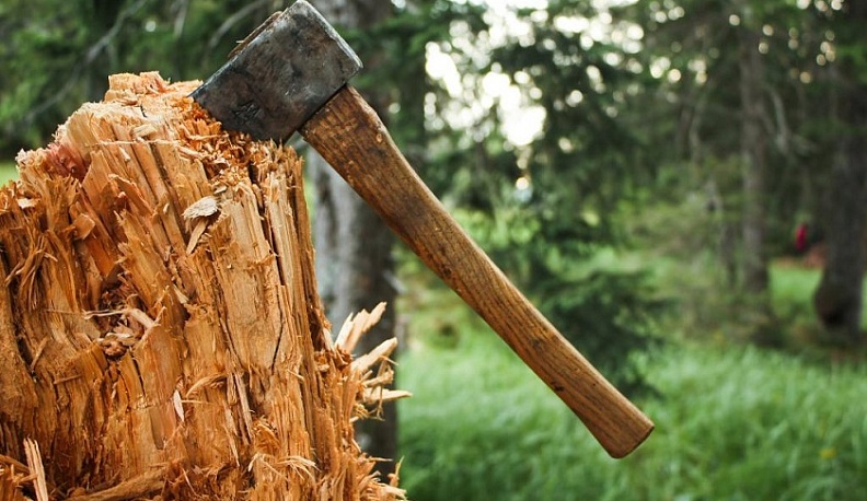 Житель Козельска незаконно вырубил 26 дубов