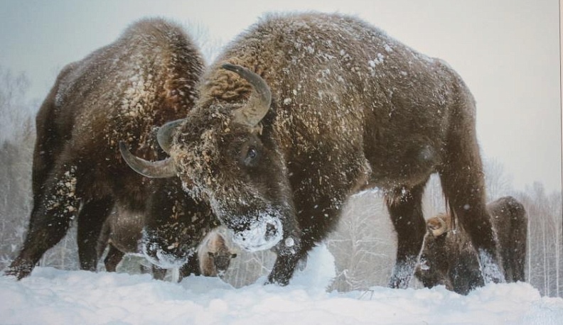В Козельском музее поселились зубры