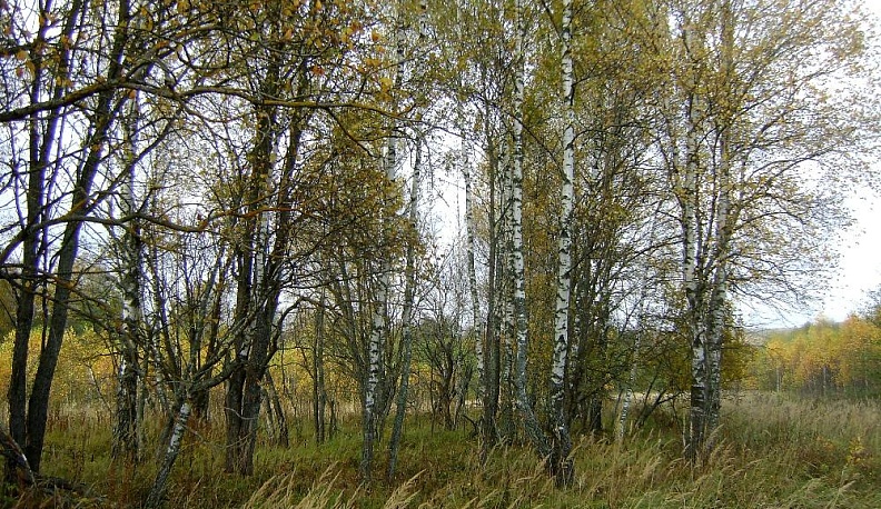 Золотая гора