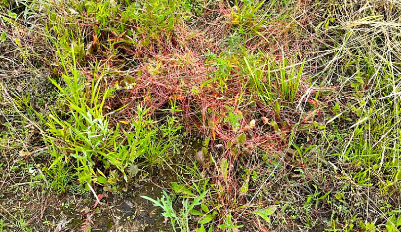 В Малоярославецком районе установлен карантин из-за растения-паразита