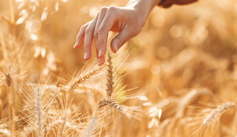 В Калуге отметят День поля