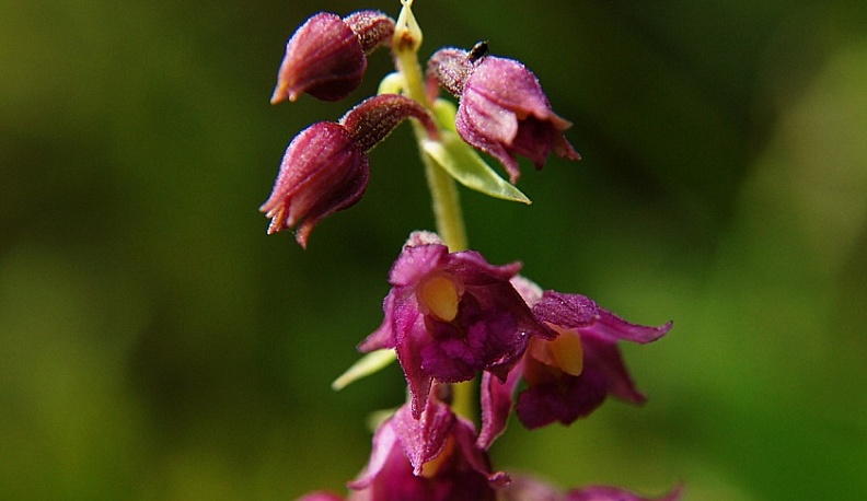 В лесу Калужской области пересчитали популяцию редкой орхидеи