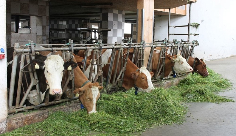 В Калужской области возросли надои молока