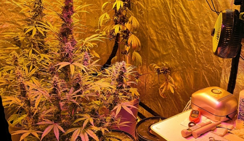 У жителя Обнинска нашли домашнюю нарко-плантацию