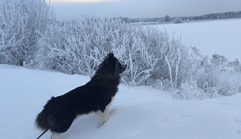 Что происходит на свете? А просто зима