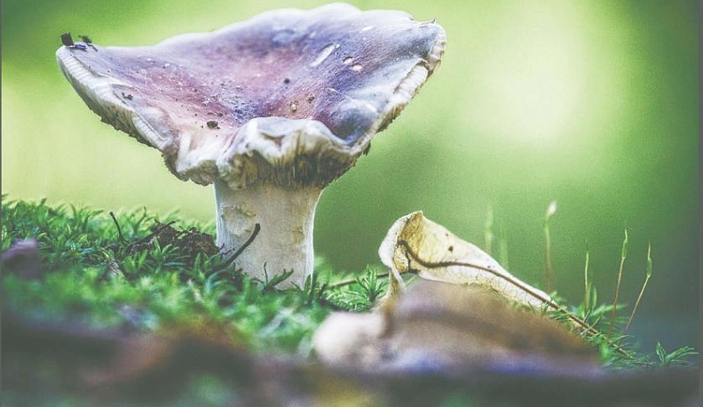 И целый мир в одной росинке...