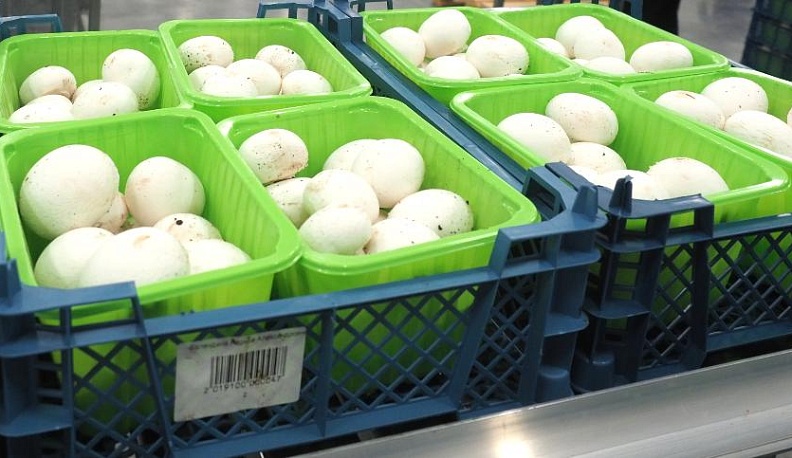 Из нашей области отправлено на экспорт более 1,6 тысячи тонн грибов