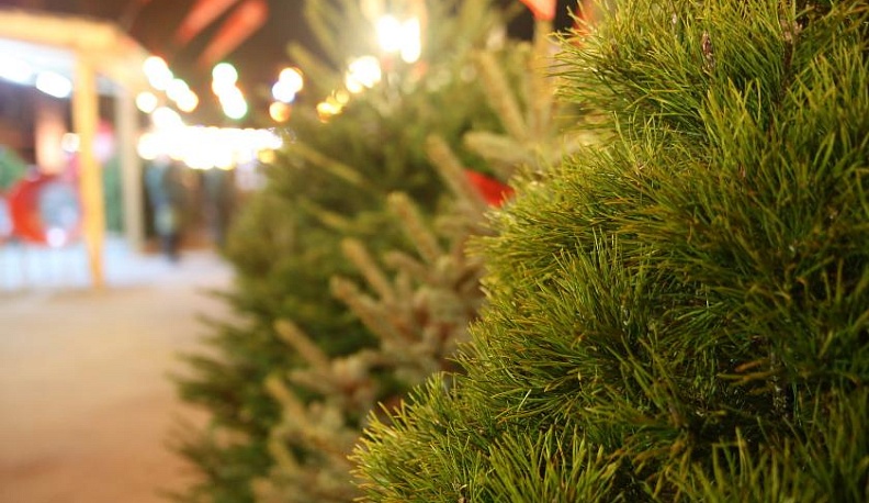 Калужская область заготовит почти шесть тысяч елей и сосен к Новому году