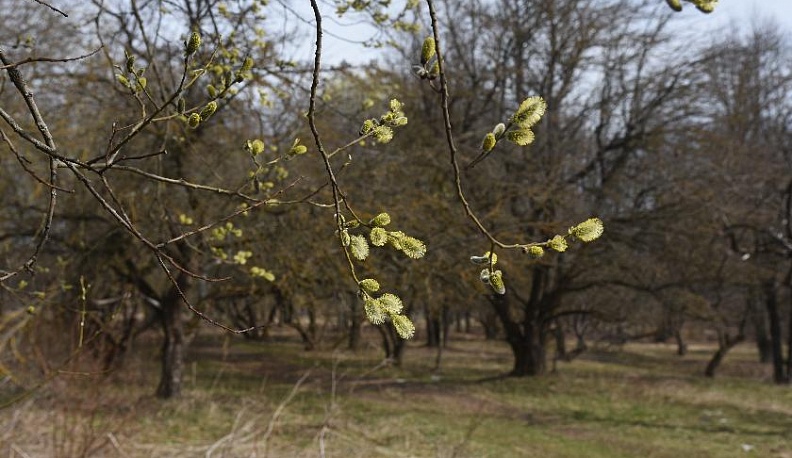 Парк усадьбы Яновских могут благоустроить с помощью инвесторов