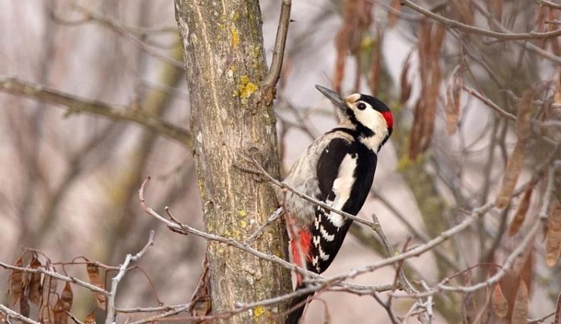 Они всех вечно удивляли…