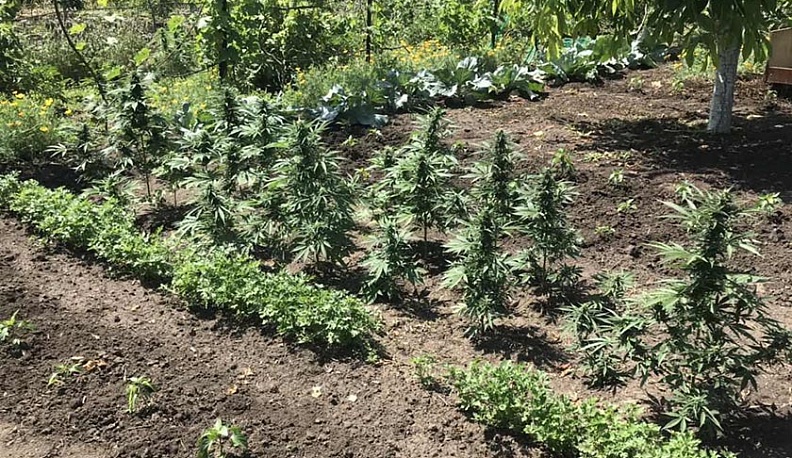 Москвич выращивал на даче в Кировском районе коноплю