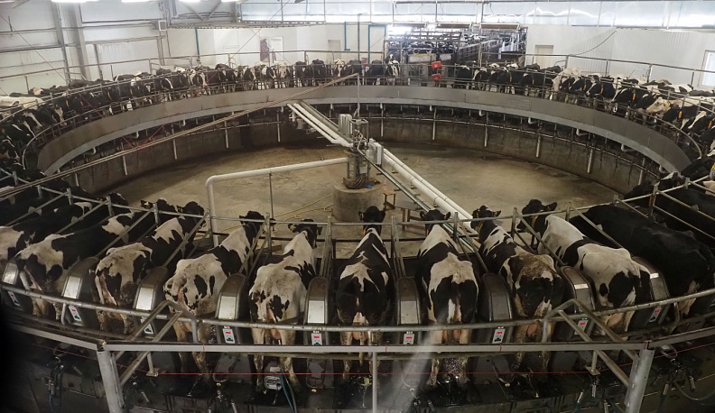 В Калужской области продолжает расти производство молока