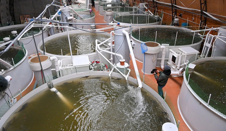 В Калужской области на уникальной акваферме «Царь-осётр» будут производить икру