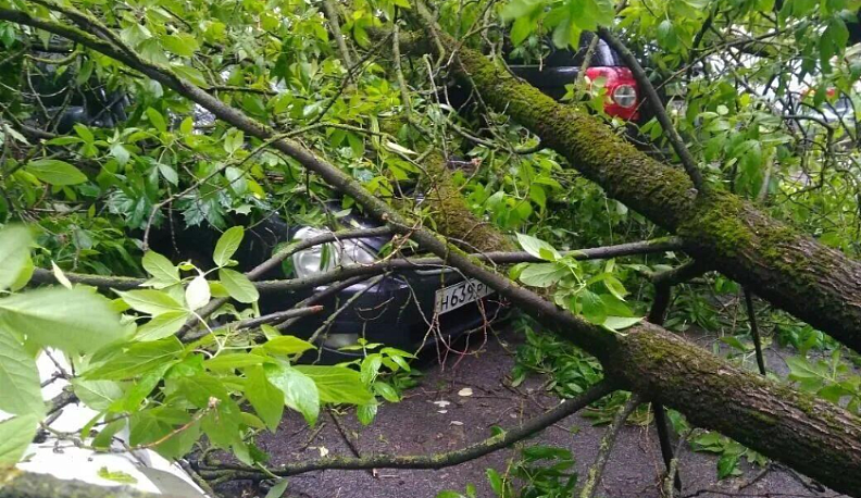 В Калуге поваленные деревья придавили три автомобиля
