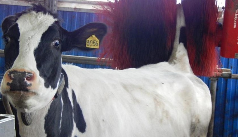 По дороге к «Мечте»