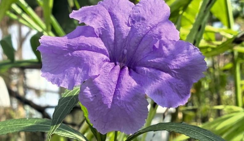 Мексиканская петуния расцвела в ботаническом саду Калуги