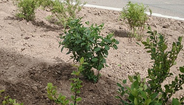 Калужане могут узнать историю каждого дерева, высаженного в областной столице 