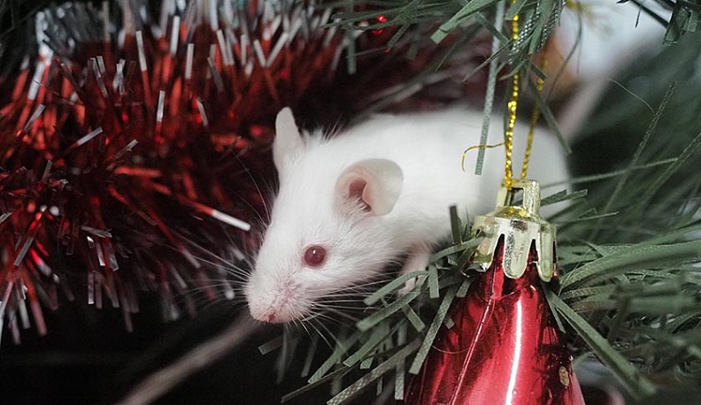 Мышь во спасение