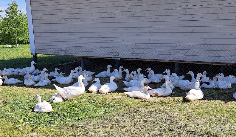 Родители участника СВО из Тарусы оформили соцконтракт на подсобное хозяйство