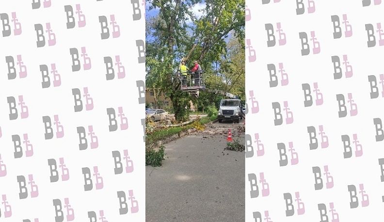 В Калуге с начала года спилили почти полторы тысячи аварийных деревьев