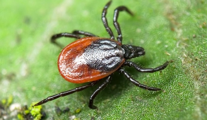 В Калужской области 15 человек пострадали от клещей