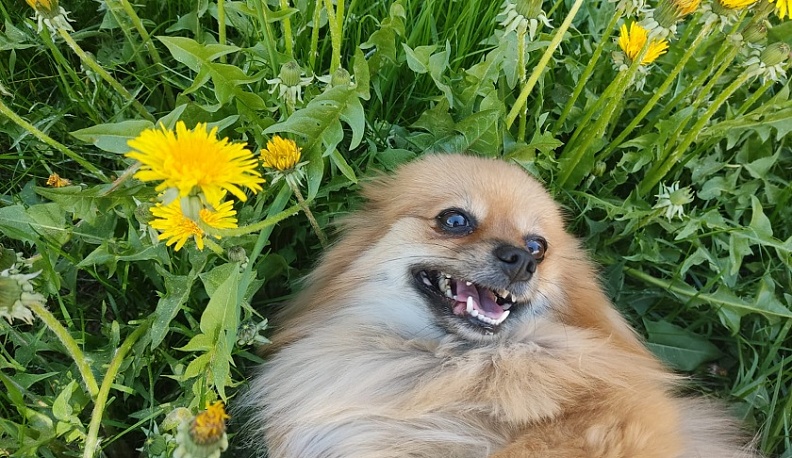 В Калуге продолжает держаться теплая и ясная погода