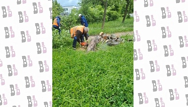 В Обнинске по просьбе жительницы с детской площадки убрали рухнувшее дерево