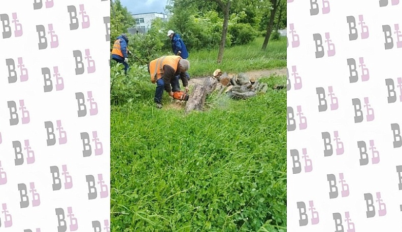 В Обнинске по просьбе жительницы с детской площадки убрали рухнувшее дерево