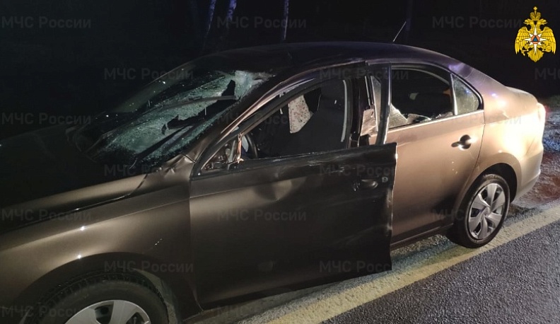 В Калужской области при столкновении с лосем пострадал водитель иномарки 