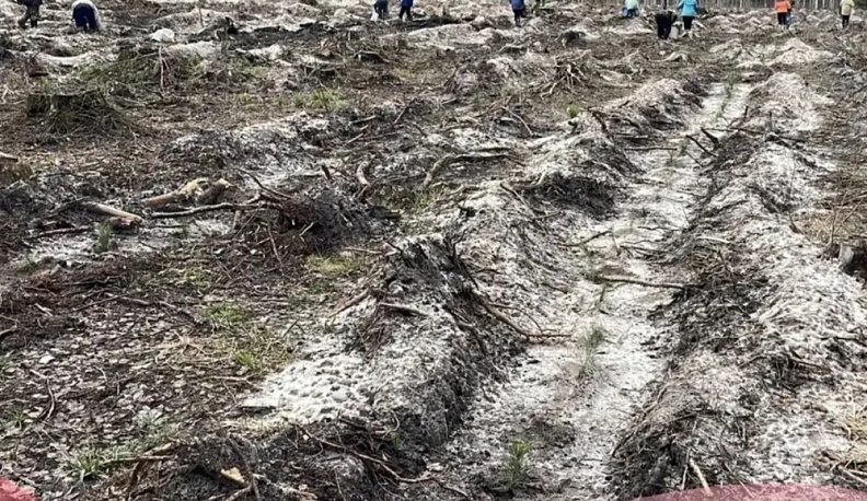 В Калужской области в этом году восстановят леса на трёх тысячах гектаров