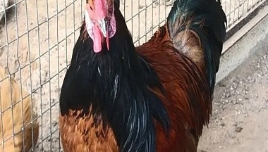 Сухиничские школьники открыли для себя агротуризм и историю родного района