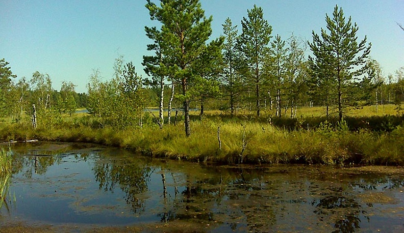 У Верхового болота Бережковское в Кировском районе появились границы