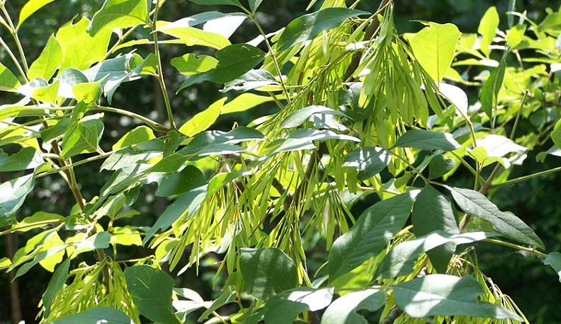 В Калуге спилили 70 больных ясеней