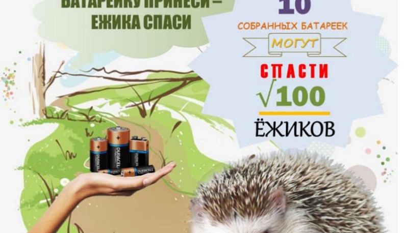Полтонны собранных батареек — итог калужской акции по спасению ежей
