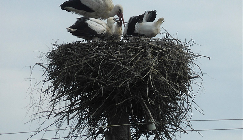 Куйбышевский район, д. Уйлово, 1 июля 2023 года.