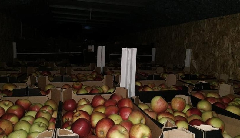 В Калужской области уничтожили 20 тонн яблок «под прикрытием»