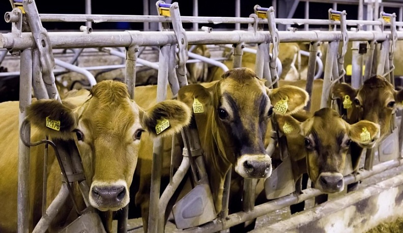 Калужская область вошла в лидеры по суточному надою молока среди субъектов России