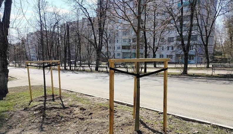 В Калуге планируют озеленить сквер имени Ципулина