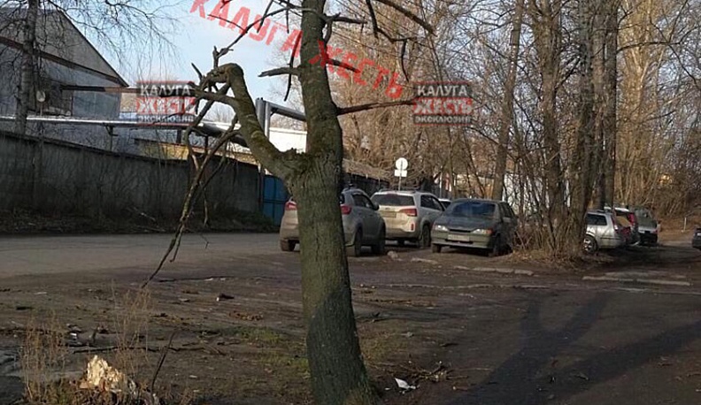 В Калуге дерево грозит порвать электропровода