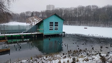 Более четырёх тысяч водоплавающих птиц насчитали в Калужской области