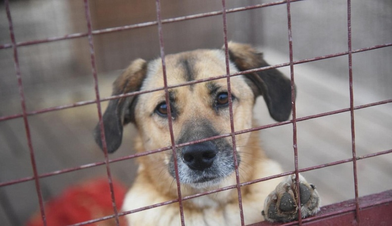 В Малоярославце чипированные собаки четыре раза нападали на детей