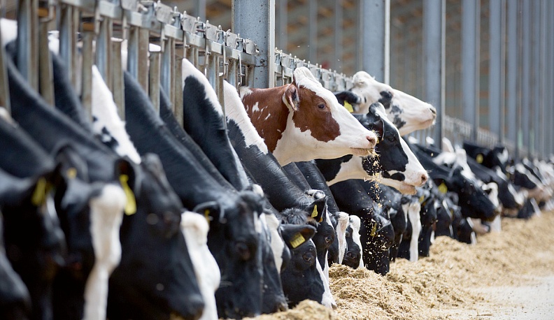 Калужская область в числе лучших в стране по надоям