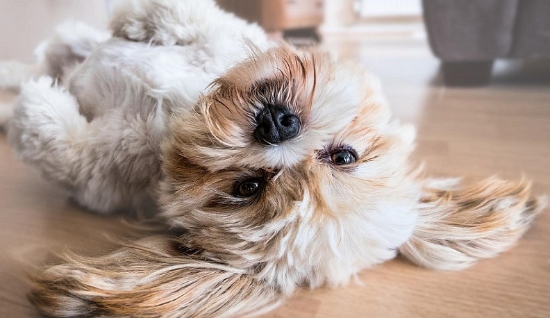 Домашние питомцы калужан не останутся без ветпомощи