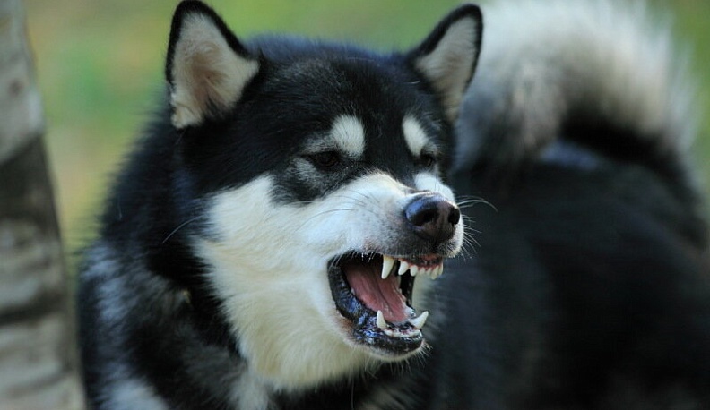 В Калужской области собака напала на 8-летнюю девочку