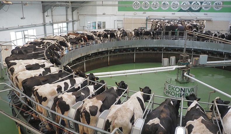 Калужские коровы стали давать больше молока