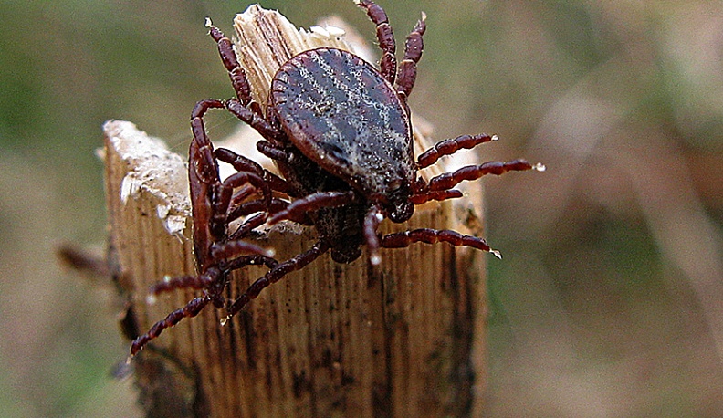 Паразитам – пир?