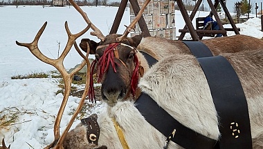 Настоящие северные олени прибыли в Калужскую область