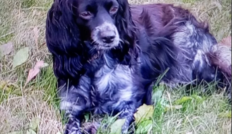 В калужском Турынино отловили 16 бездомных собак