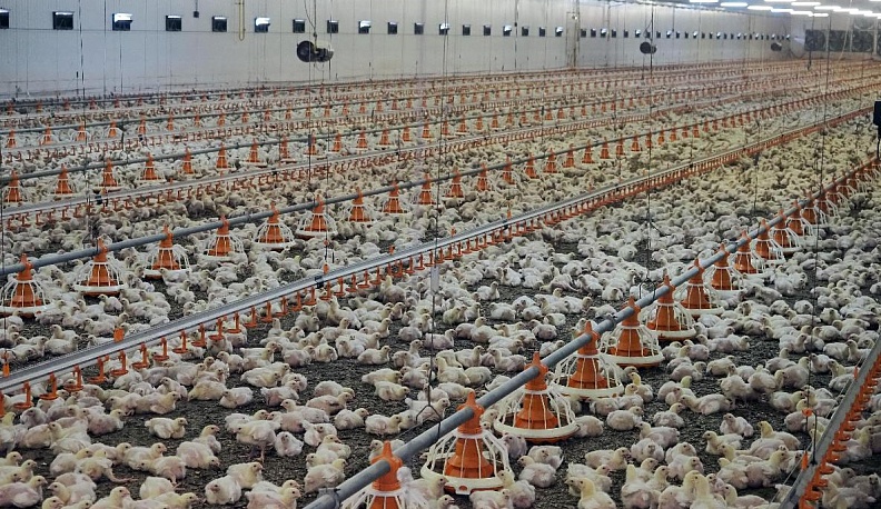 Новые  горизонты птицеграда